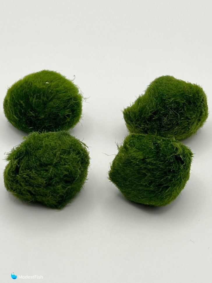 Marimo moss balls close up on white background
