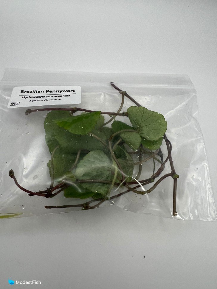 Brazilian pennywort packaged on white background
