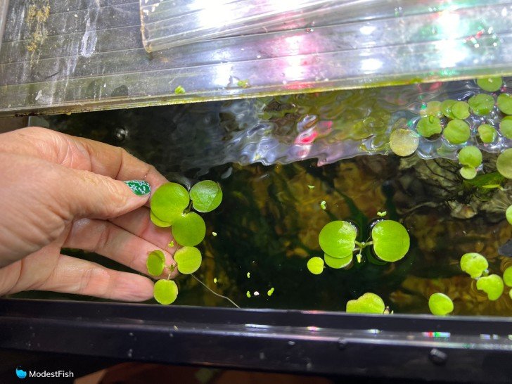 Amazon frogbit floating on fish tank water