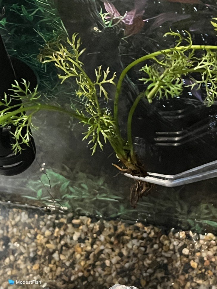 Water Sprite being planted with tweezers in aquarium