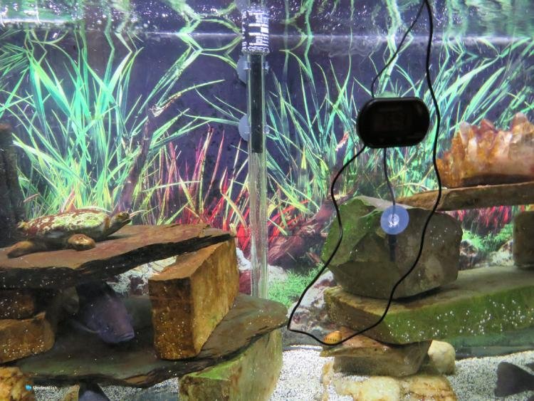 MQFORU Mini Aquarium Heater 25-200W Fish Tank Heater with Digital Aquarium Thermometer 25W 
