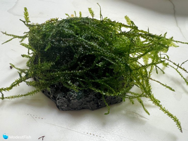Java moss glued to rock