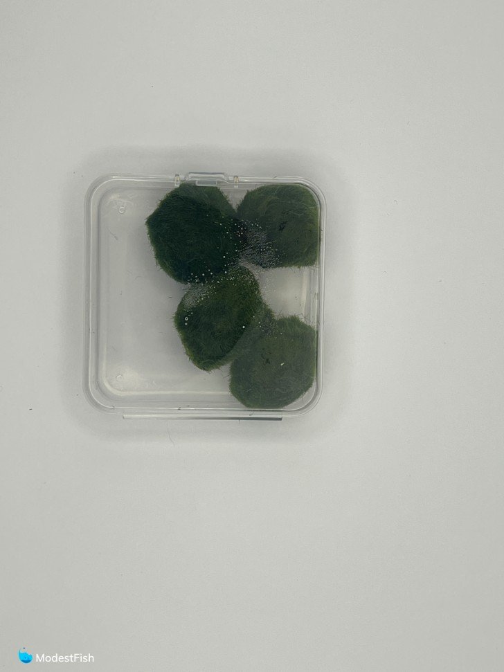 Marimo moss balls inside close plastic container