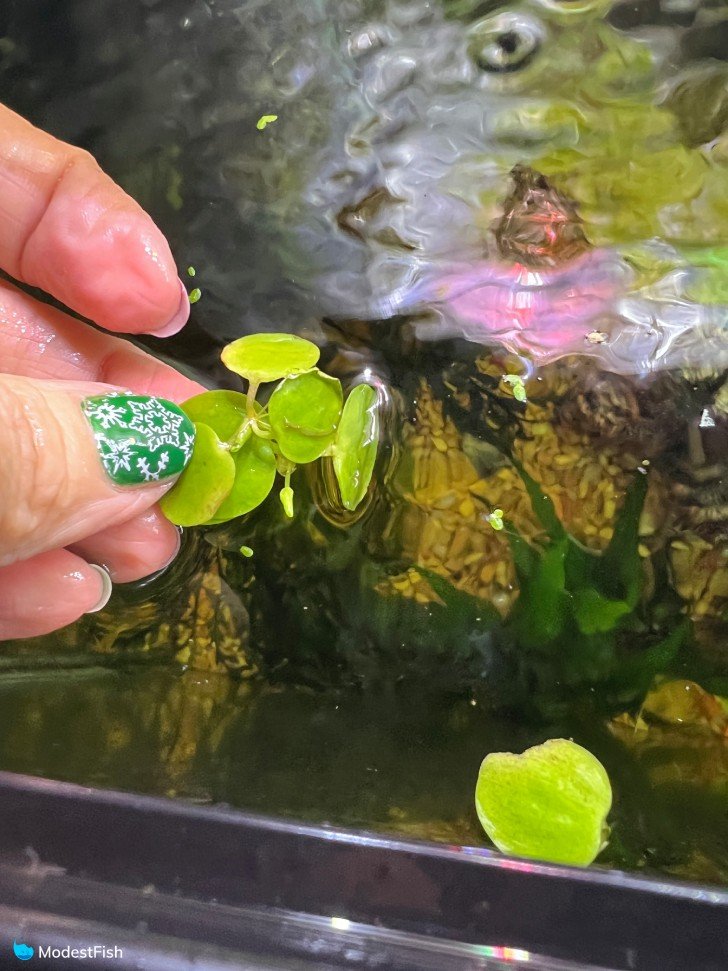 Adding amazon frogbit to fish tank
