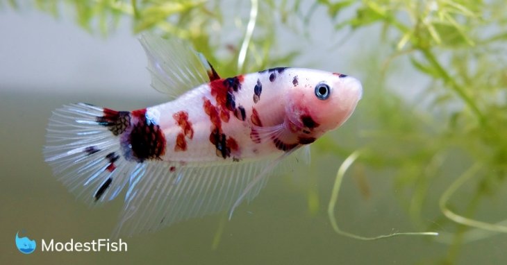 Koi betta fish swimming in a filtered aquarium