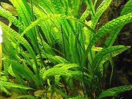 26 Best Low Light Aquarium Plants in 2022 Reviewed