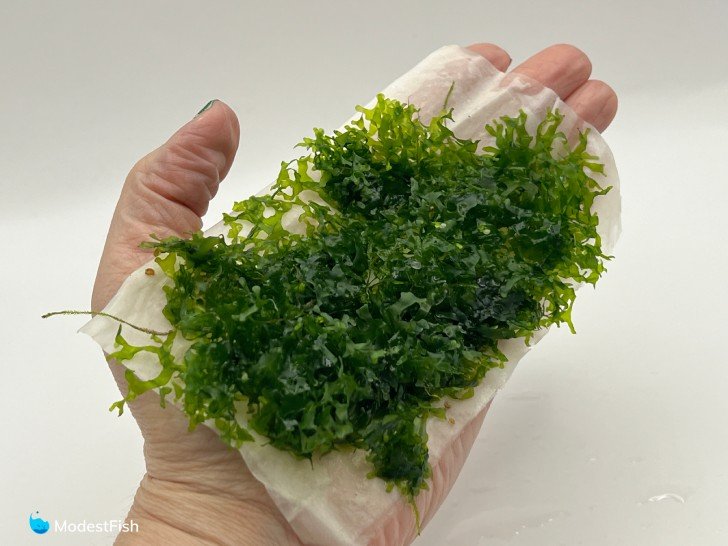 Hand holding pelia moss on white background