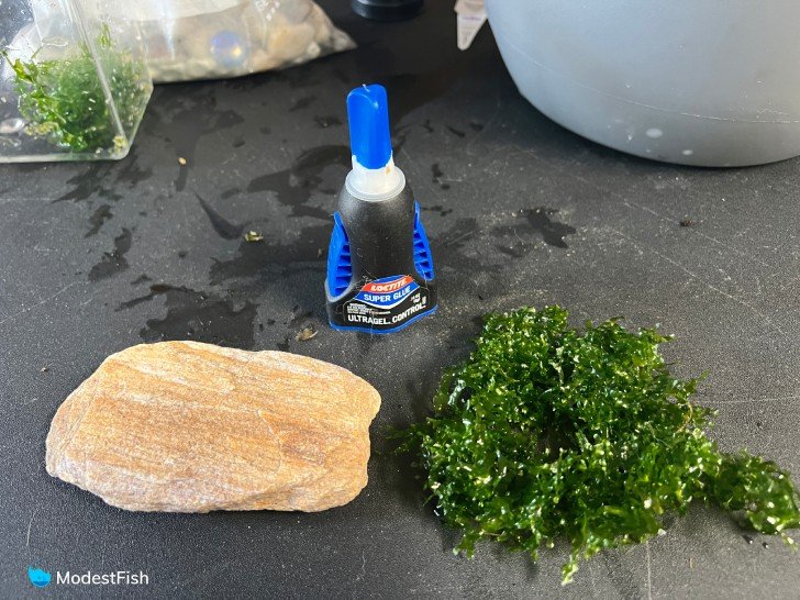 Preparing to glue pelia moss to rock