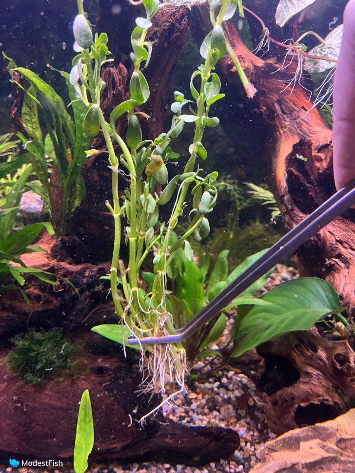 Planting moneywort in tank