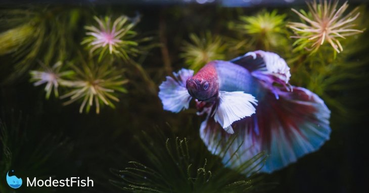 Betta fish in a planted aquarium