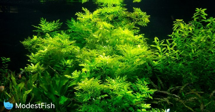 Low light plants in aquarium