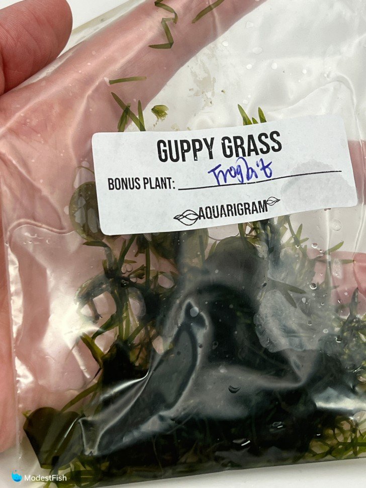 Guppy grass packaging