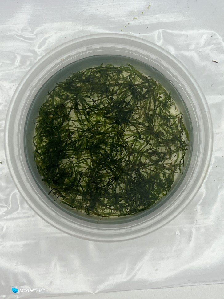 Guppy grass unpackaged in bowl of water