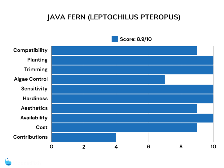 Java fern scores for betta plants