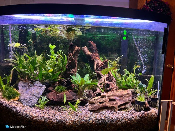 Array of low light aquarium plants in tank