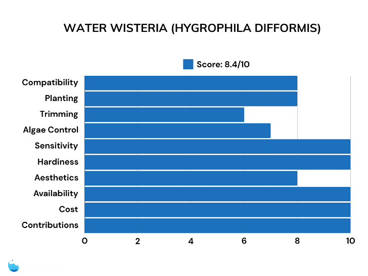 Water wisteria scores for betta plants