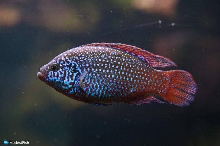 African jewel fish sparkling