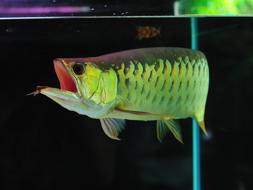 arowana about to eat