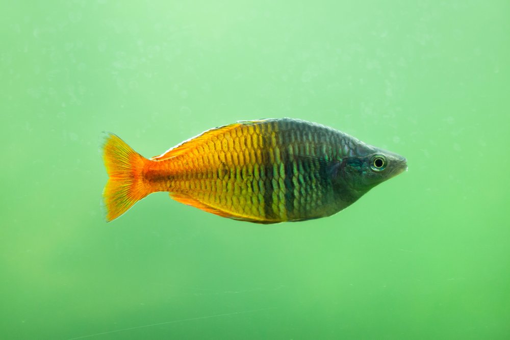 Boeseman's rainbowfish (Melanotaenia boesemani). Freshwater fish.