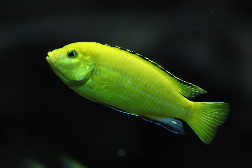 green tropical fish