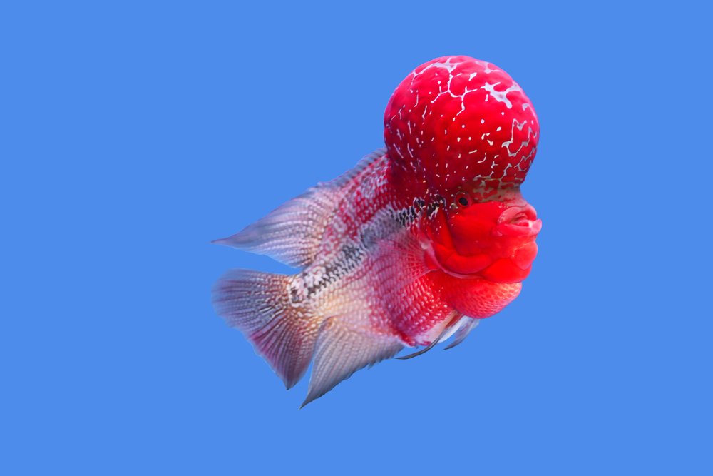 Flowerhorn cichlid swimming alone