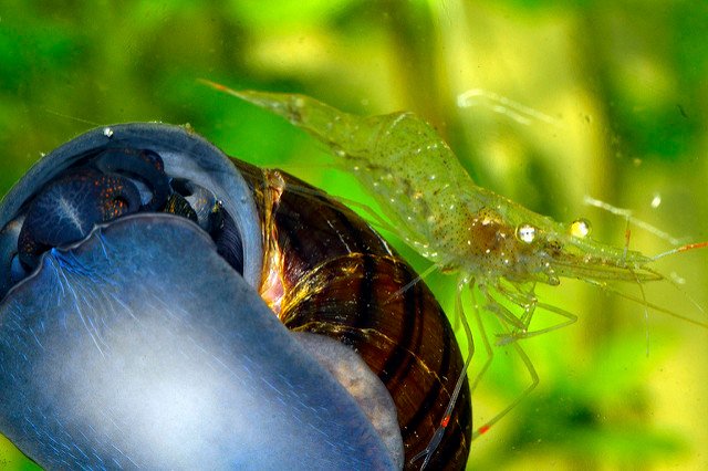 Ghost shrimp with a snail