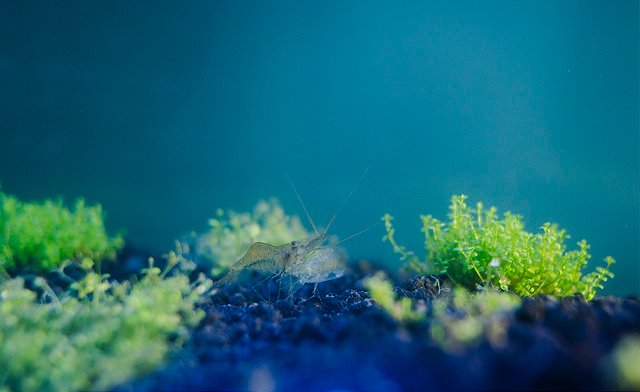 Ghost Shrimp Aquarium Care