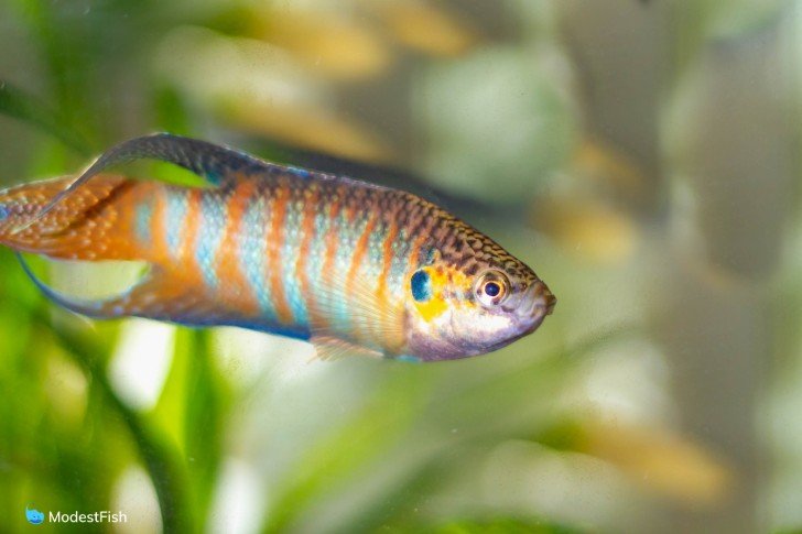 Close up of paradise fish in planted tank