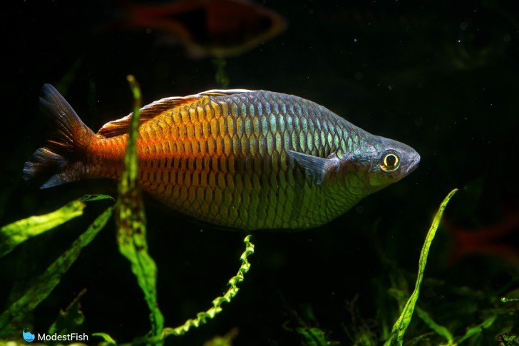 Close up of rainbowfish in planted tank