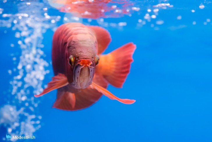 Red arowana swimming in tank