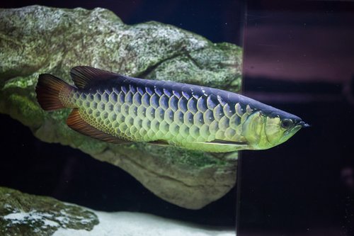 Asian arowana (Scleropages formosus). Freshwater fish.