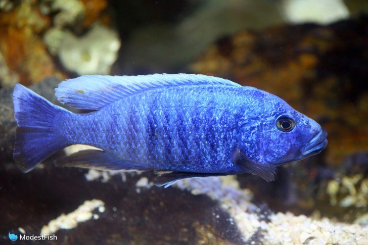 Electric blue hap swimming in tank close up