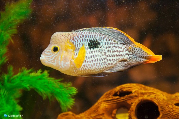 Green terror cichlid close up in planted tank
