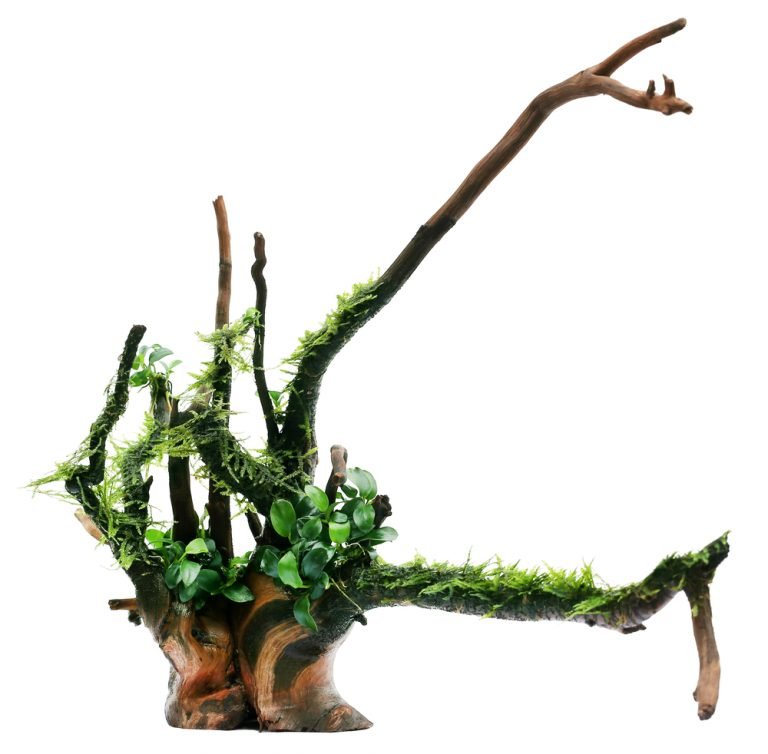 Java moss and anubias tied in bogwood over white background