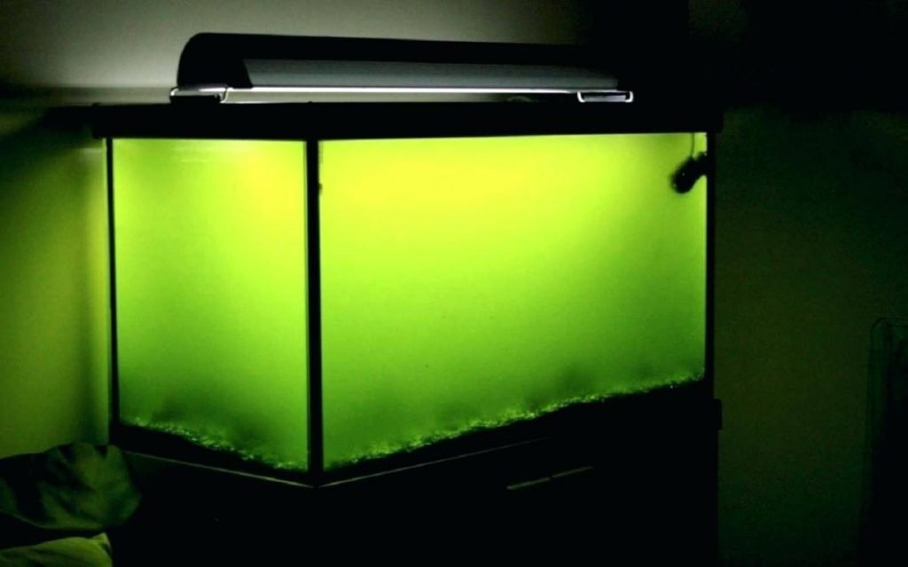 Green aquarium water