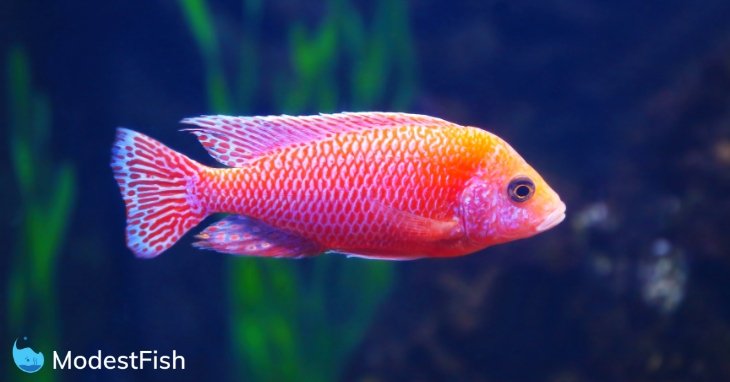 brightly colored cichlid in aquarium