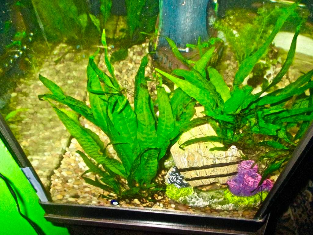 java fern in aquarium