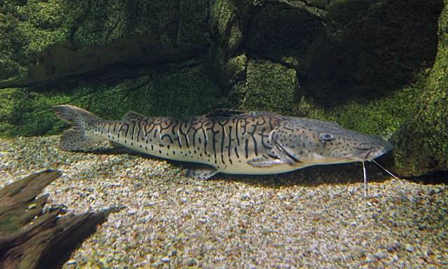 Tiger Shovelnose Catfish on bottom of fish tank