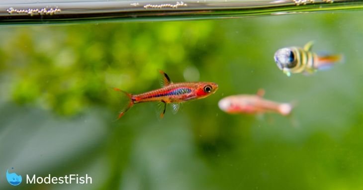12 Best Fish (& Critters) For Your 5 Gallon Tank