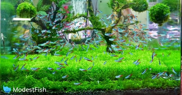  LAQUAL 3 Gallon Ultra Clear Glass Fish Tank, Rimless Low Iron  Aquarium for Betta/Nano/Goldfish/Snail/Shrimp, Small Fish Tank with Fish  Net & Cleaning Tools : Pet Supplies