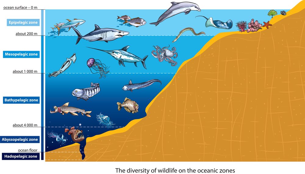 Ocean Facts For Kids: Fun & Engaging Guide To Understanding The Sea