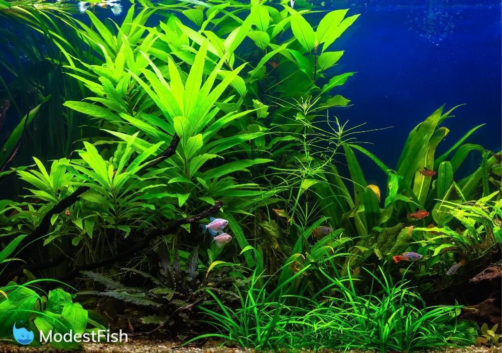 planted fish tank