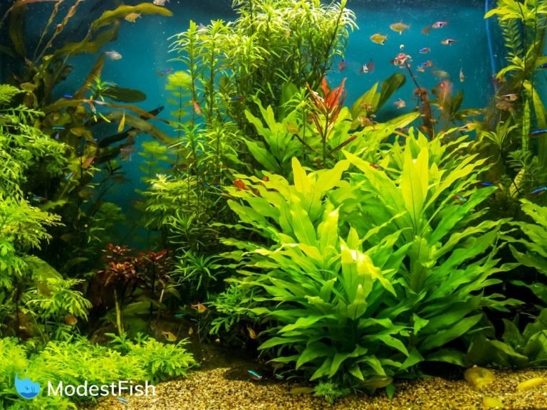 planted community aquarium freshwater