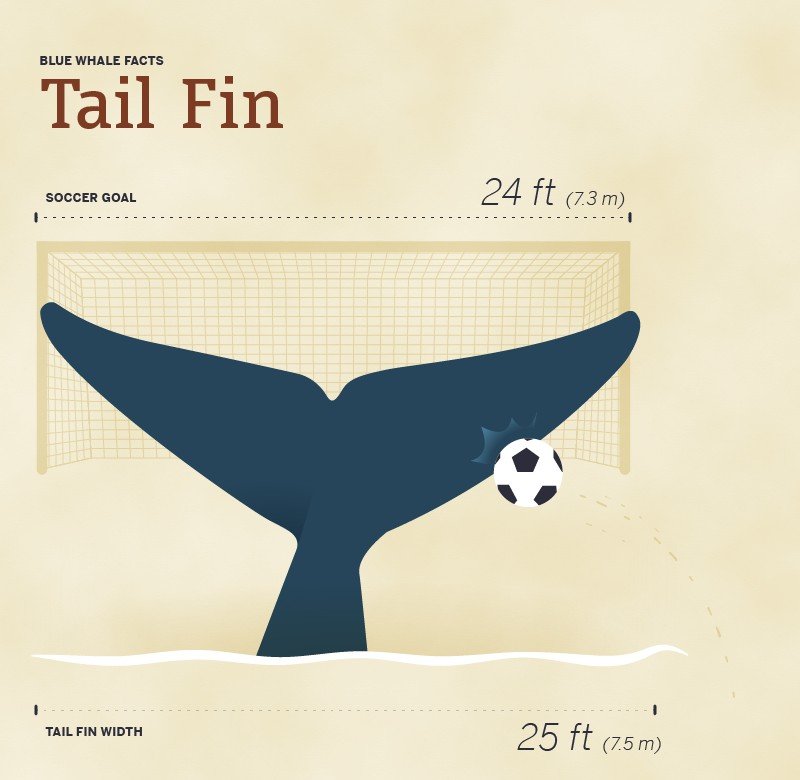 Size of blue whales tail fin compared to soccer goal