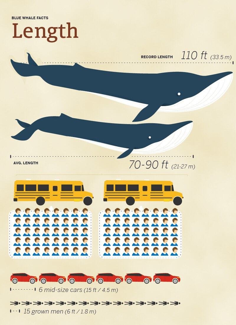 Length of a blue whale compared to school bus, cars, and baseball bats