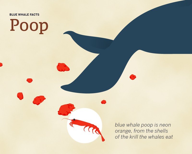 Blue whale poo