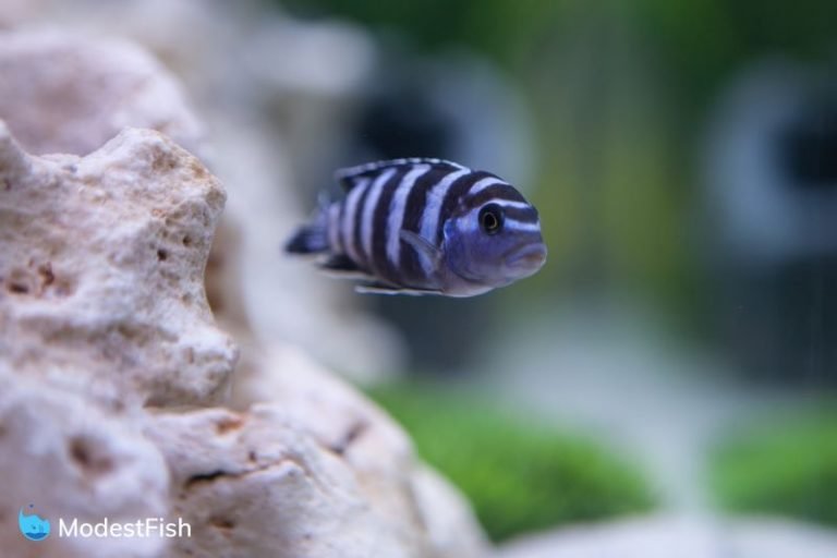 Cichlid swimming in fish tank next to rocks