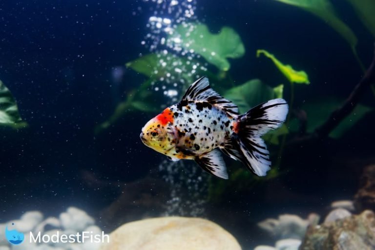Goldfish swimming in fish tank with air stone bubbling in background