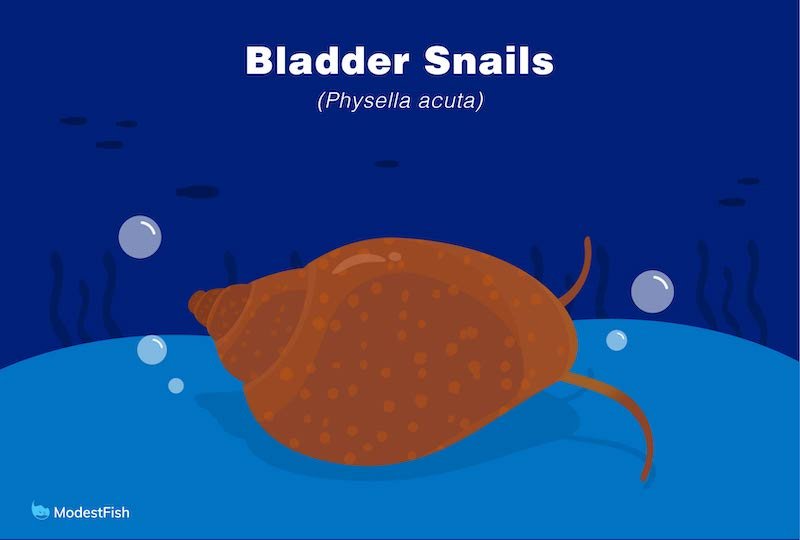 Bladder snail