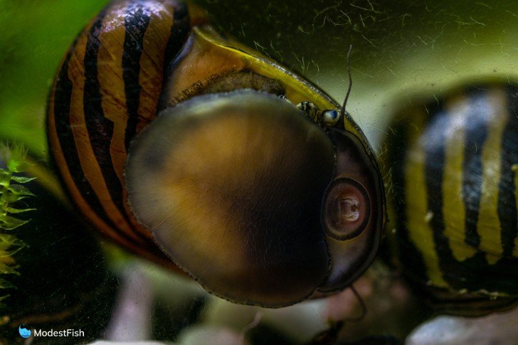 nerite snail eating algae on aquarium glass